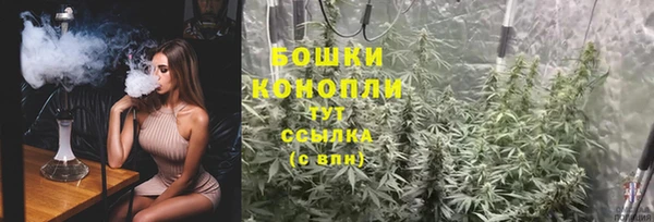 прущие грибы Михайлов